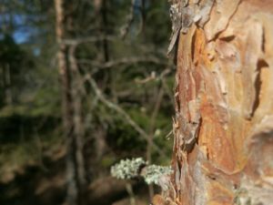 Lahopuut turvaavat metsän monimuotoisuutta