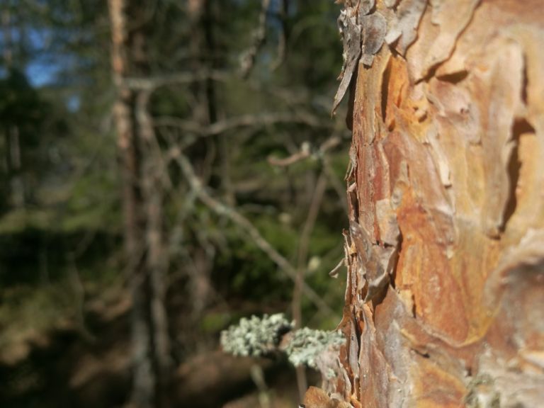 Lahopuut turvaavat metsän monimuotoisuutta