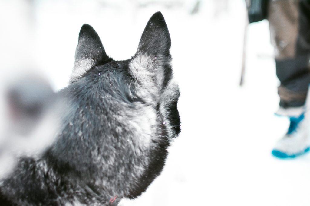 mustavalkoisen pystykorvaisen koiran siluetti lumisella taustalla
