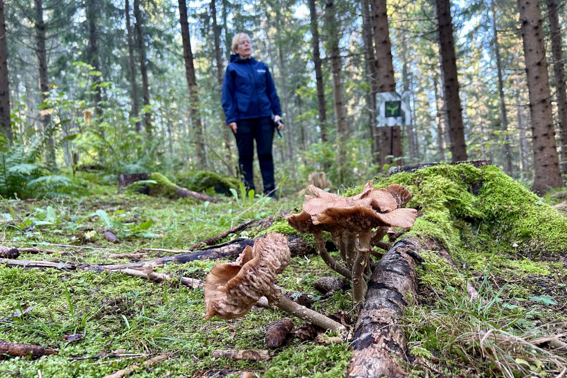 Annamari Heikkinen ohjasi Metsä Groupin järjestämän metsäkierroksen Lohjalla syyskuussa. Kuva: Hanna Kammi-Rahnasto