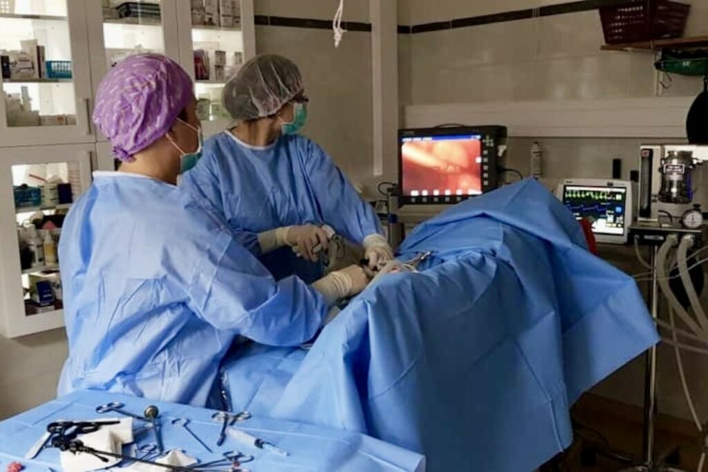 Kaksi sinisiin suojapukuihin ja kasvomaskeihin pukeutunutta henkilöä tekee kirurgista toimenpidettä sinisellä lakanalla peitetylle eläimelle