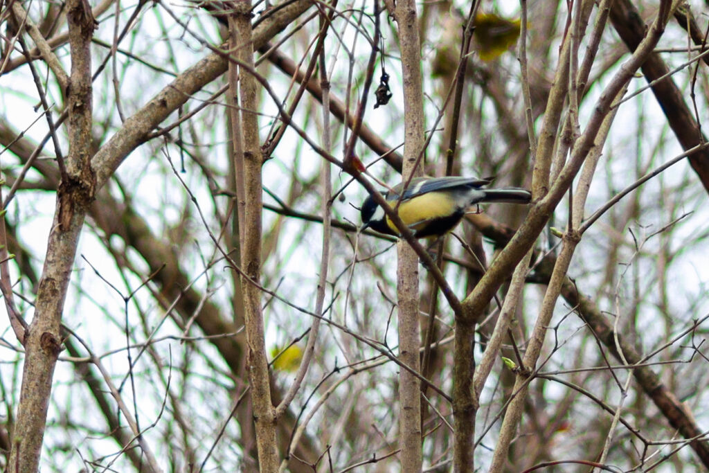 Talitiainen oksalla.