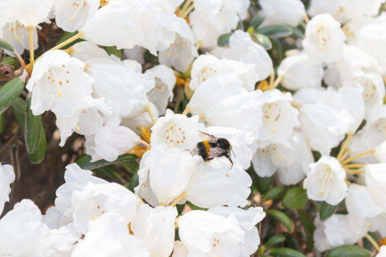 Kontukimalainen saapui Suomeen tulokaslajina 2000-luvulla. Arkistokuva Raision Alppiruusupuistosta vuodelta 2025. Kuva: Aaro Rönnberg.