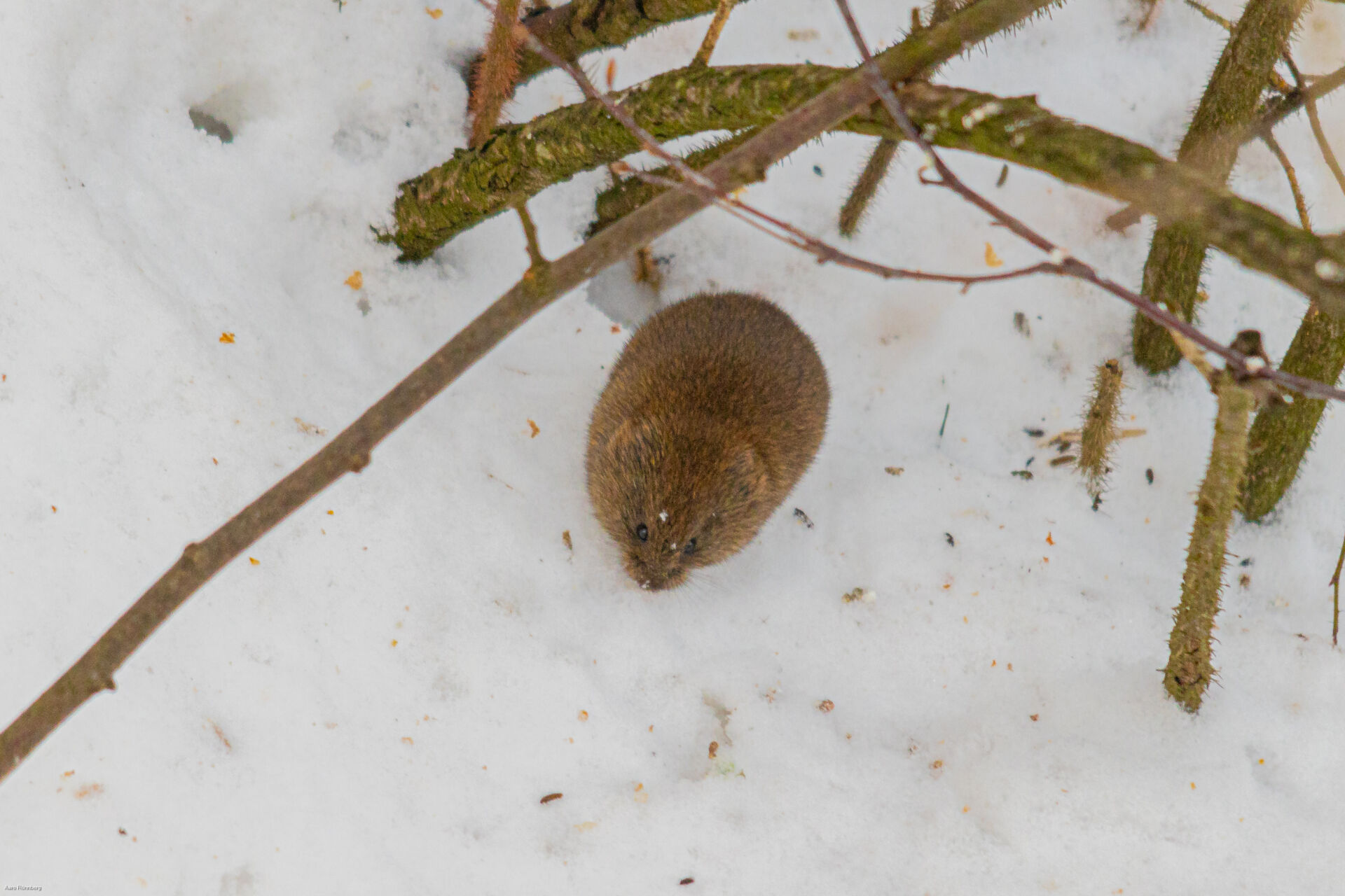 Vähäinen lumipeite ja kova pakkanen vaikeuttavat muun muassa metsämyyrien talvehtimista. Arkistokuva vuodelta 2022. 
Kuva: Aaro Rönnberg