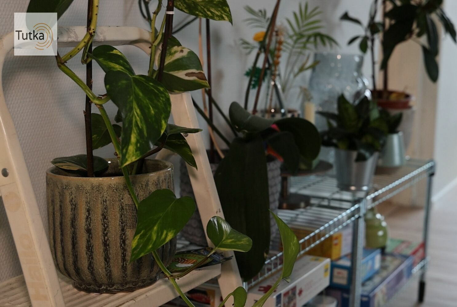 Kuva: Joel Hallenberg