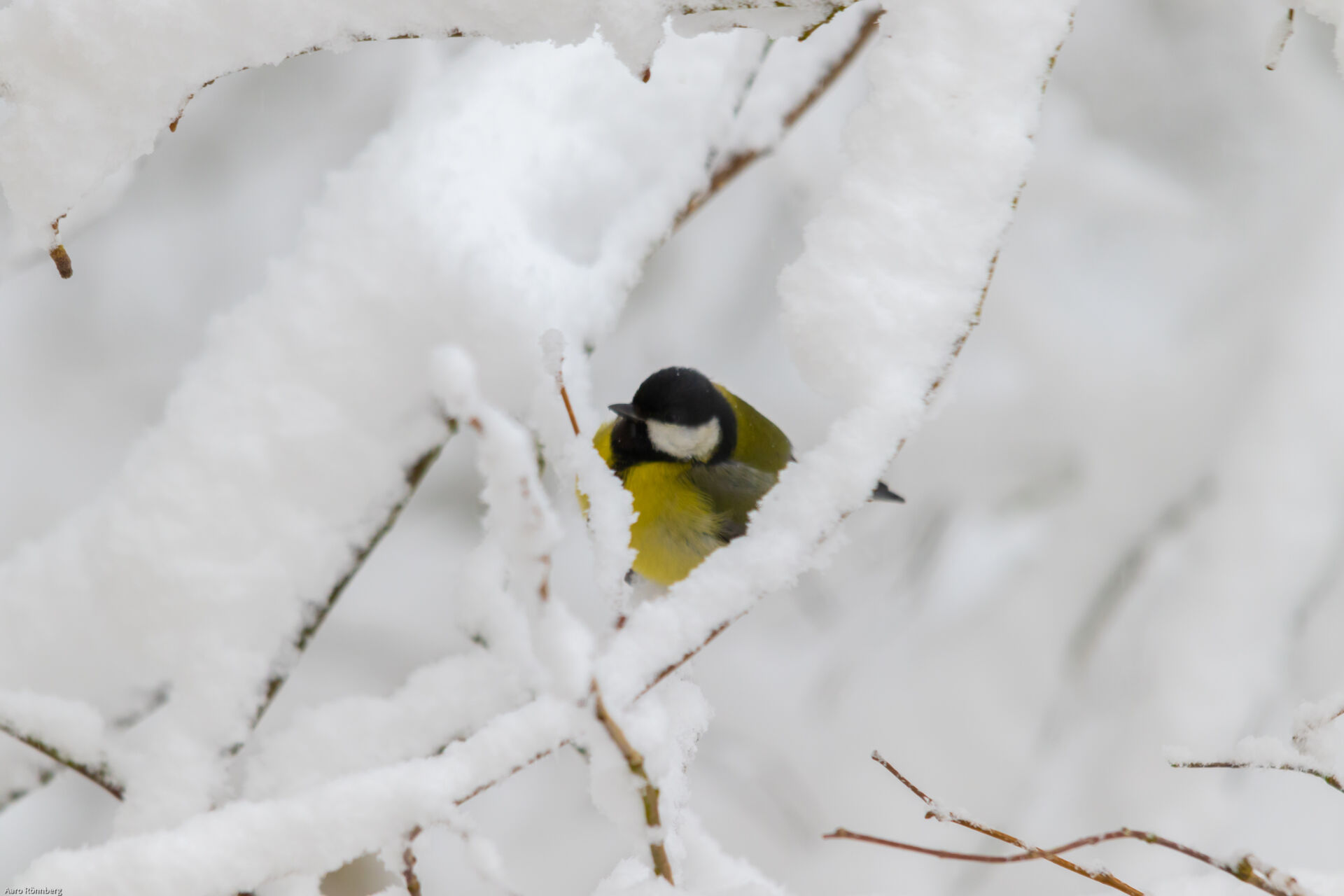 Takatalvet voivat vaikuttaa muun muassa talitiaisen pesintään.  Arkistokuva helmikuulta vuodelta 2023. Kuva: Aaro Rönnberg