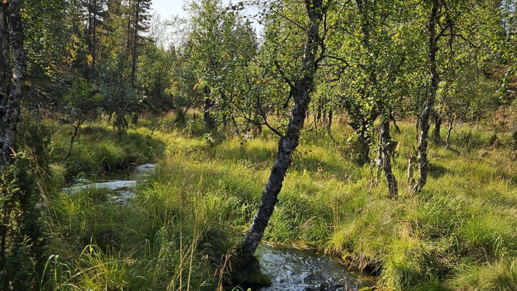 Kuvassa kesä ja puro, joka kiemurtelee koivumetsässä.